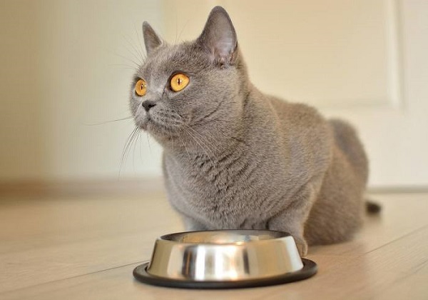 Kaip praturtinti savo kačių mitybą